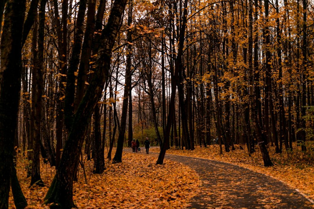 Zwei Menschen spazieren im Herbst über einen Waldweg, aktive Erholung an einem Ruhetag