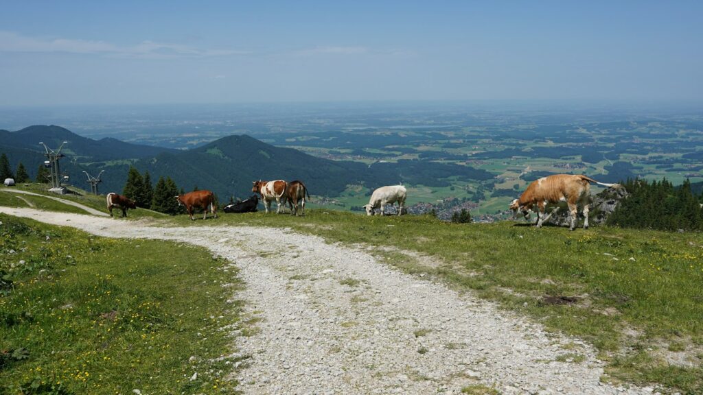 Schotterweg über eine Almwiese mit grasenden Kühen, typischer Weg für eine Bergwanderung im Chiemgau