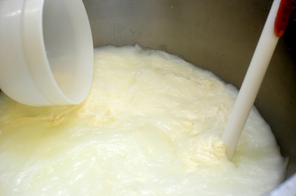 Großer Topf mit Milch und Molke bei der traditionellen Käseherstellung